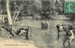 27-COCHEREL-SUR-EURE-bovins
